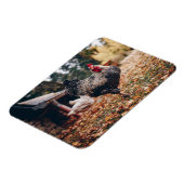 Rooster zwart-wit met twee hennen in Natuur Magneet (Linkerzijde)