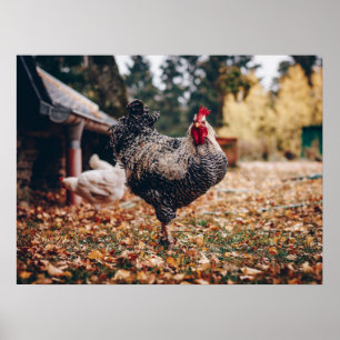 Rooster zwart-wit met twee hennen in Natuur Poster