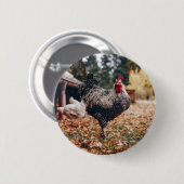 Rooster zwart-wit met twee hennen in Natuur Ronde Button 5,7 Cm (Voorkant /achterkant)