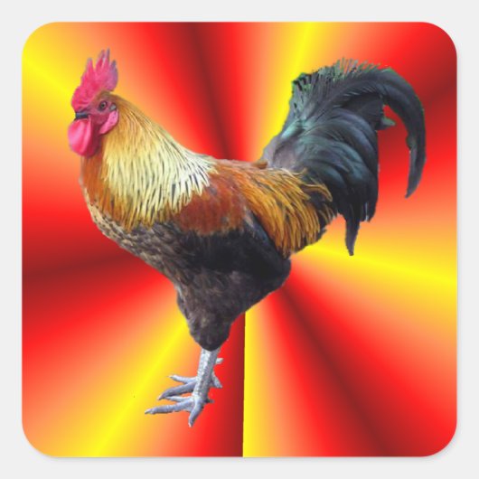 Roosterflits Vierkante Sticker (Voorkant)
