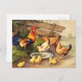  roosterkippen en kuikens briefkaart land (Voorkant / Achterkant)