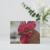 Roosterkop Briefkaart (Staand voorkant)