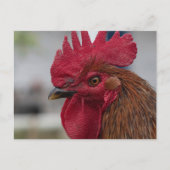 Roosterkop Briefkaart (Voorkant)