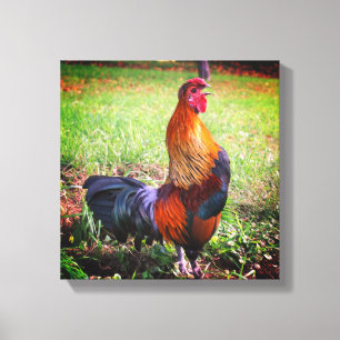 Roosterkweekdier Boerderij Canvas Afdruk