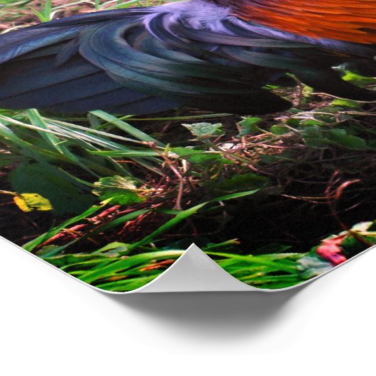 Roosterkweekdier Boerderij Poster (Hoek)