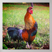 Roosterkweekdier Boerderij Poster (Voorkant)
