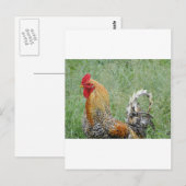 Roosters Briefkaart (Voorkant / Achterkant)