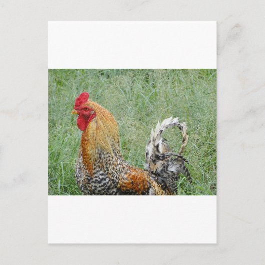 Roosters Briefkaart (Voorkant)