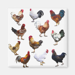 Roosters collage-kleurkip magneet