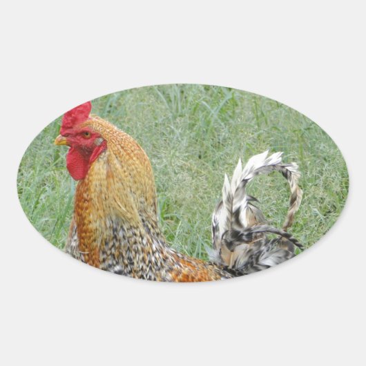 Roosters Ovale Sticker (Voorkant)