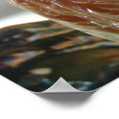  Roosters Poster (Hoek)