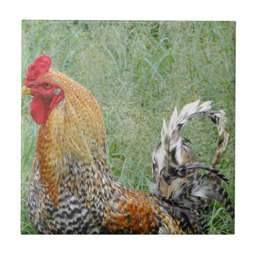 Roosters Tegeltje (Voorkant)