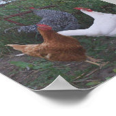 Roosters X 3 Poster (Hoek)