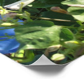 Roosterse kat in de ochtendgloren 20x16 Poster (Hoek)