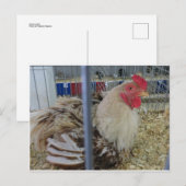 Roosting Hen Briefkaart (Voorkant / Achterkant)
