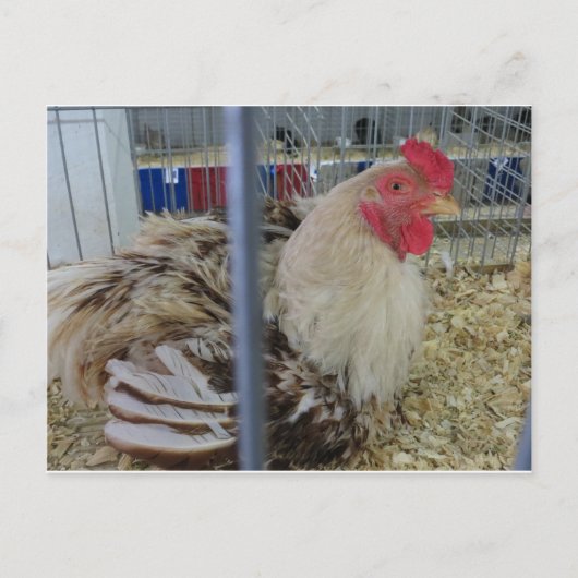 Roosting Hen Briefkaart (Voorkant)