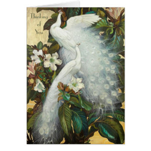 Roosting van witte pauwen