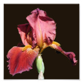 Root Beer Bearded Iris Flower 8x8 Foto Afdruk (Voorkant)
