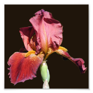 Root Beer Bearded Iris Flower 8x8 Foto Afdruk