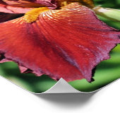 Root Beer Beared Iris Flower Poster (Hoek)