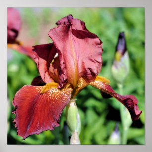 Root Beer Beared Iris Flower Poster