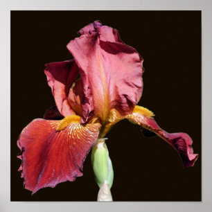 Root Beer Beared Iris Flower Poster