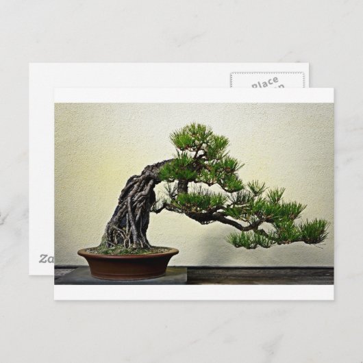 Root over Rock Pine Bonsai Briefkaart (Voorkant / Achterkant)
