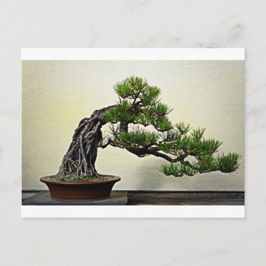 Root over Rock Pine Bonsai Briefkaart (Voorkant)