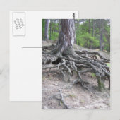 Roots Briefkaart (Voorkant / Achterkant)