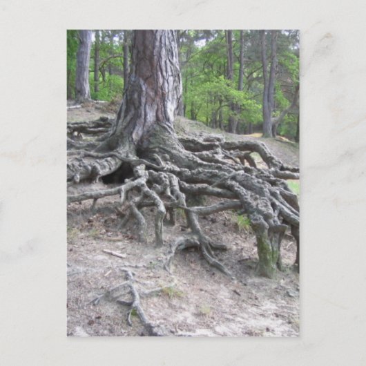 Roots Briefkaart (Voorkant)