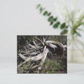 Roots Briefkaart (Staand voorkant)