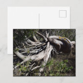 Roots Briefkaart (Voorkant / Achterkant)