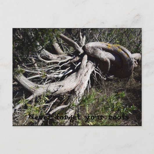 Roots Briefkaart (Voorkant)