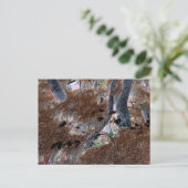 "Roots" Gnarled-bomen, pijnnaalden, bosgrond Briefkaart (Staand voorkant)