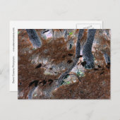 "Roots" Gnarled-bomen, pijnnaalden, bosgrond Briefkaart (Voorkant / Achterkant)