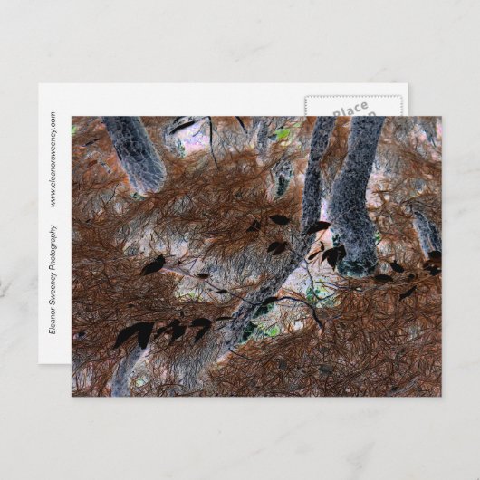 "Roots" Gnarled-bomen, pijnnaalden, bosgrond Briefkaart (Voorkant / Achterkant)
