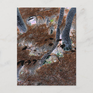 "Roots" Gnarled-bomen, pijnnaalden, bosgrond Briefkaart