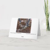 "Roots" Gnarled-bomen, pijnnaalden, bosgrond Kaart (Achterkant)