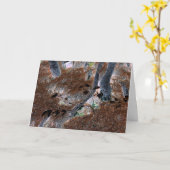 "Roots" Gnarled-bomen, pijnnaalden, bosgrond Kaart (Gele Bloem)