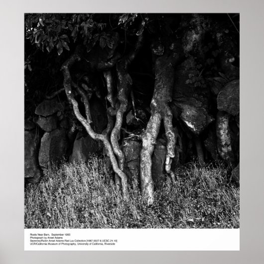 Roots Near Barn, september 1965, door Ansel Adams Poster (Voorkant)