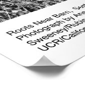 Roots Near Barn, september 1965, door Ansel Adams Poster (Hoek)