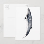 Rorcual aliblanco tarjeta postal, Minke whale card Briefkaart (Voorkant / Achterkant)