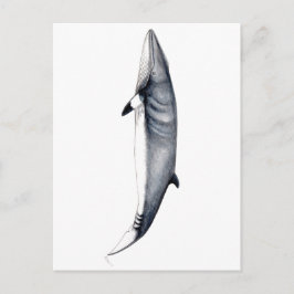 Rorcual aliblanco tarjeta postal, Minke whale card Briefkaart