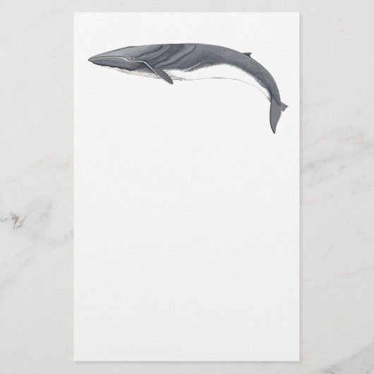 Rorcual comun briefpapier (Voorkant)