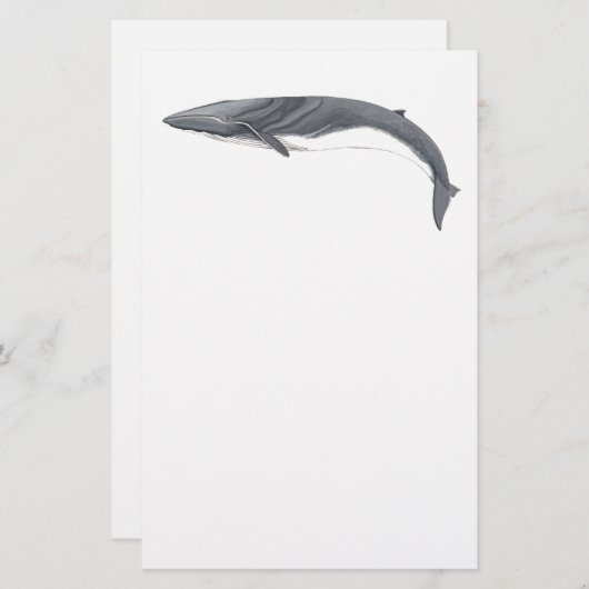 Rorcual comun briefpapier (Voorkant / Achterkant)