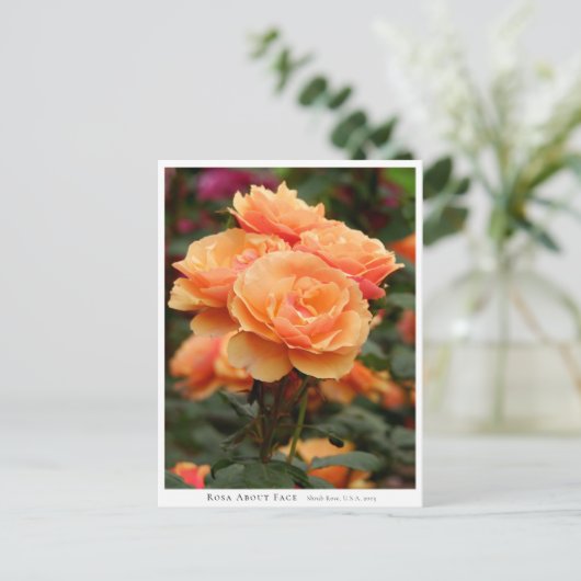 Rosa About Face Briefkaart (Staand voorkant)