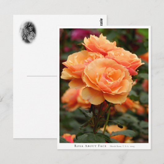 Rosa About Face Briefkaart (Voorkant / Achterkant)