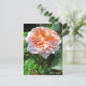 Rosa Abraham Darby [ansichtkaart] Briefkaart (Staand voorkant)