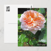 Rosa Abraham Darby [ansichtkaart] Briefkaart (Voorkant / Achterkant)