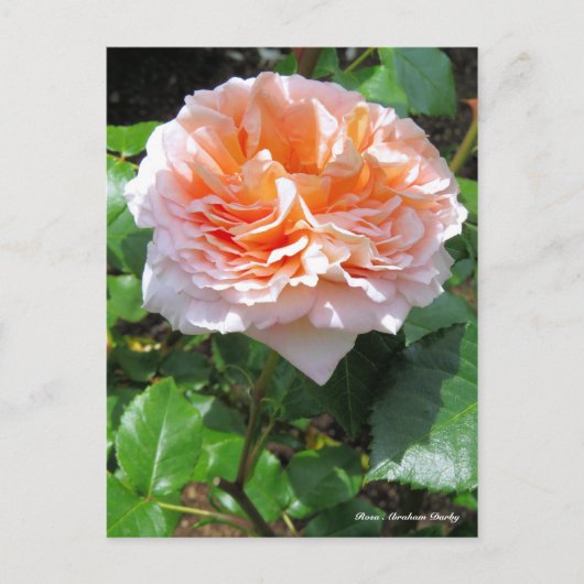 Rosa Abraham Darby [ansichtkaart] Briefkaart (Voorkant)